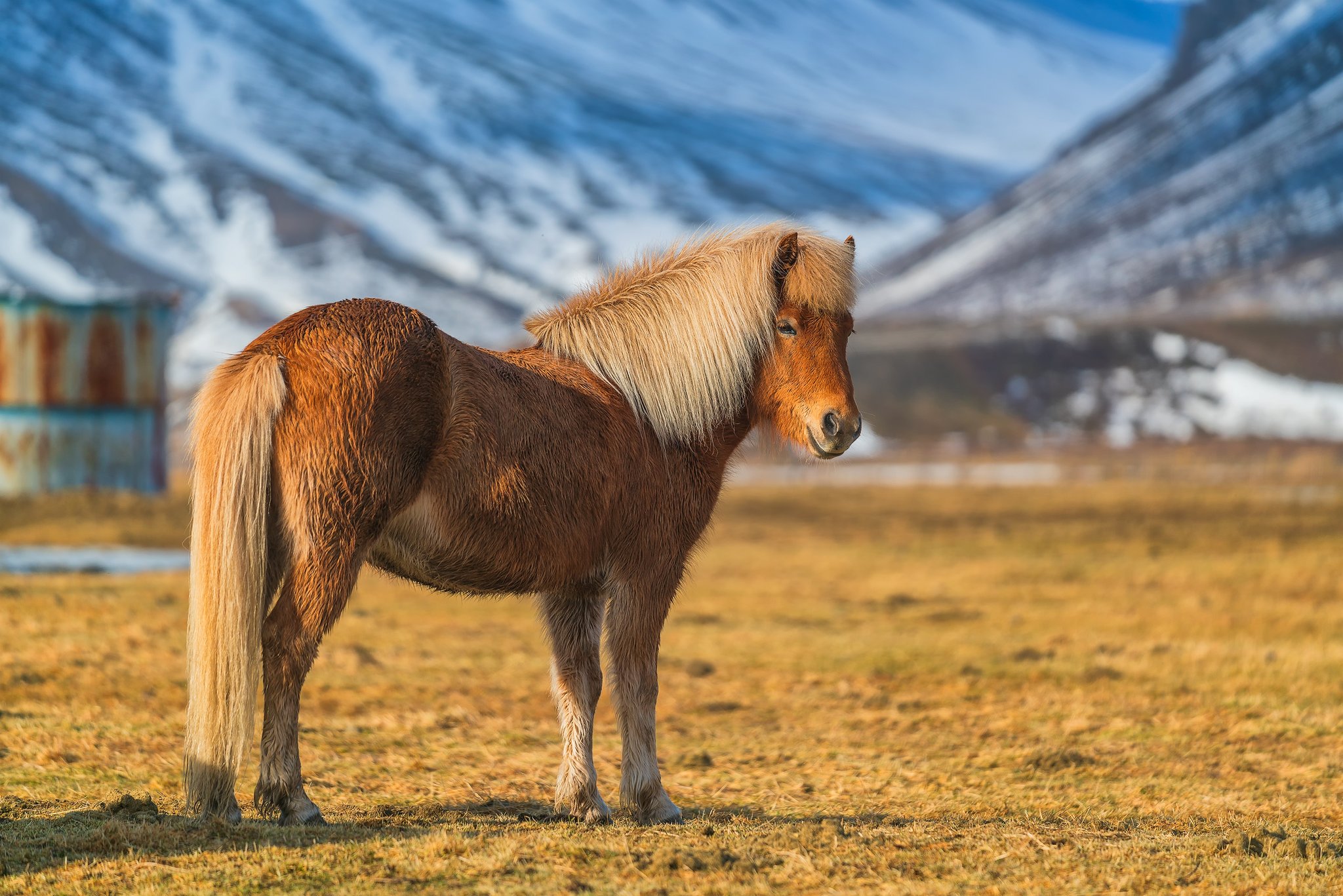 Islandpferd: robustes Gangpferd mit Tölt und Pass