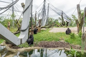 Die Gorillas im Zoo Basel geniessen die Schönwetterzeit in ihrem Aussengehege genauso wie die Orang-Utans und die Schimpansen.