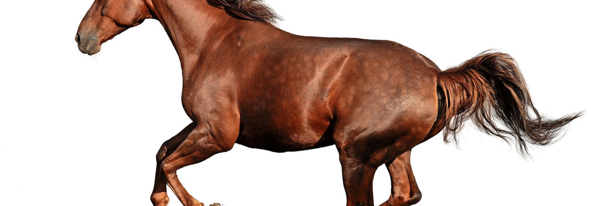 Pferd im Galopp