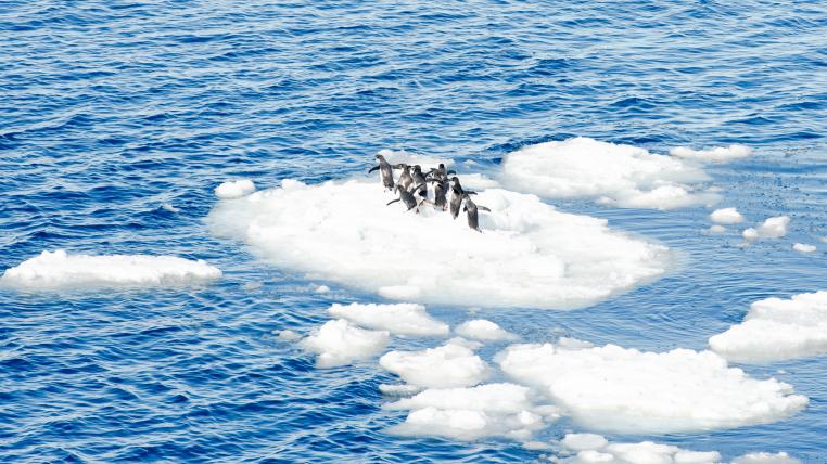 Pinguine auf Eisscholle