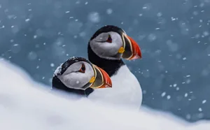 Einmaliges Erlebnis auf der Vogelinsel im äussersten Norden Europas: Papageitaucher im Schnee.