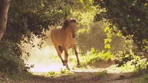 Wild Mustang