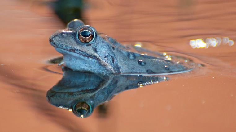 FroschLerchenberg