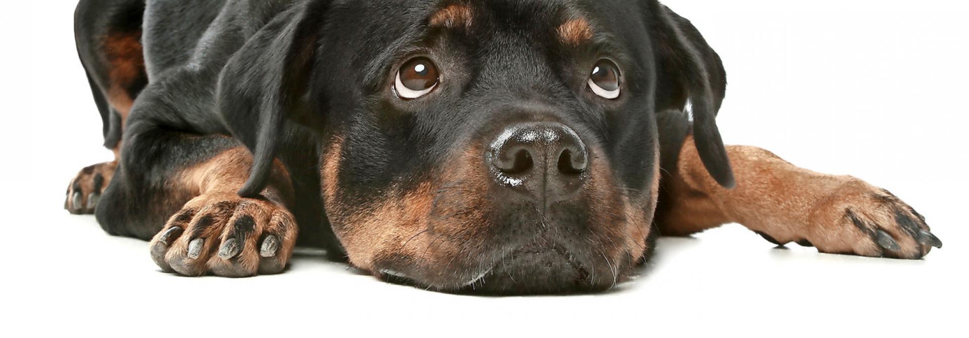 hund-frustriert.jpg