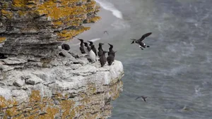 Die Trottellummen von Stora Karlsö brüten zu Tausenden auf Felsen – wenn sie nicht von Seeadlern gestört werden.