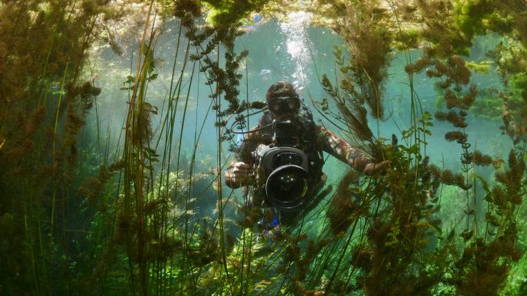 Taucher filmt unterwasser im Algenwald