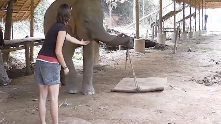 f03959376697a7287a087b65a614d0cf3f5ea065 Elefant im Test
