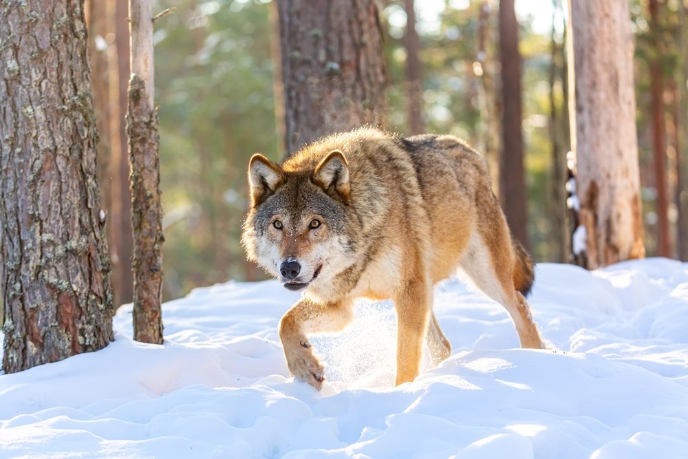 Wölfe essen geschwächte Wildtiere