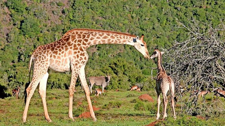 Giraffe Kariega Game Reserve