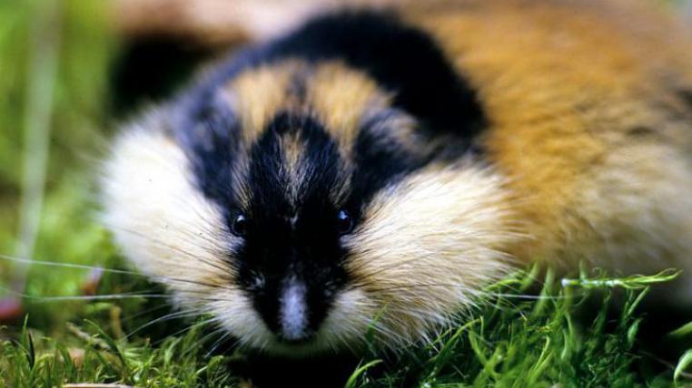 lemming.jpg