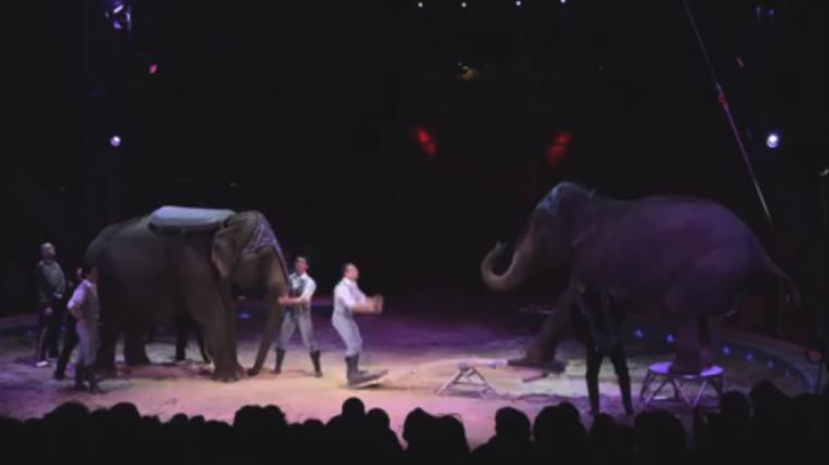 elefant4.jpg