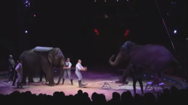 6b7c5163d394046c9ca34e3bf97bec17be0579c2 elefant4.jpg