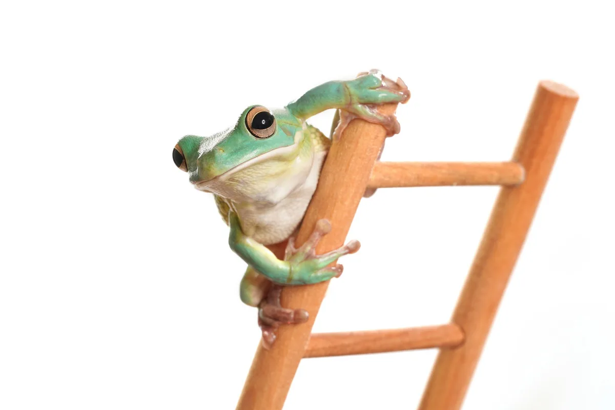shutterstock_1853524771 Frosch