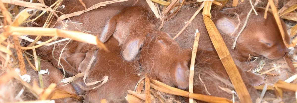48b67787a4875b460fa29a612ef134785d751051 Jungkaninchen entwickeln sich