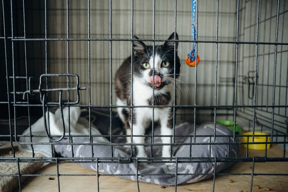 Katzenjammer in der grossen Kammer