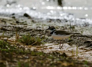 Pionierarten, wie etwa der Flussregenpfeifer, siedeln sich gerne in Kiesgruben an. Sie ähneln ihrem natürlichen Lebensraum.