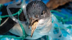 Plastik als tödliche Falle für Tiere: Deutschland will eine Reduktion der Abfälle.