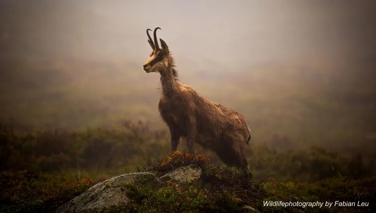 aee5193d8e6b3250cc5458e211a55edd24f18cbf «Tierwelt»-Fotowettbewerb: Gewinner