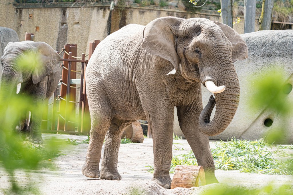 Elefantenbulle Tusker gestorben