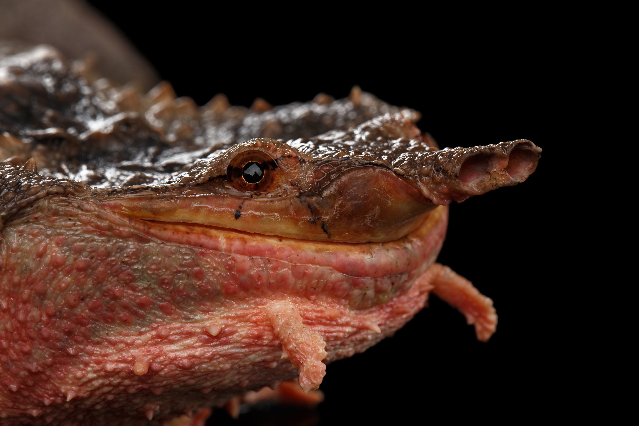 Die Fransenschildkröte: Versteckter Jäger mit einzigartiger Taktik