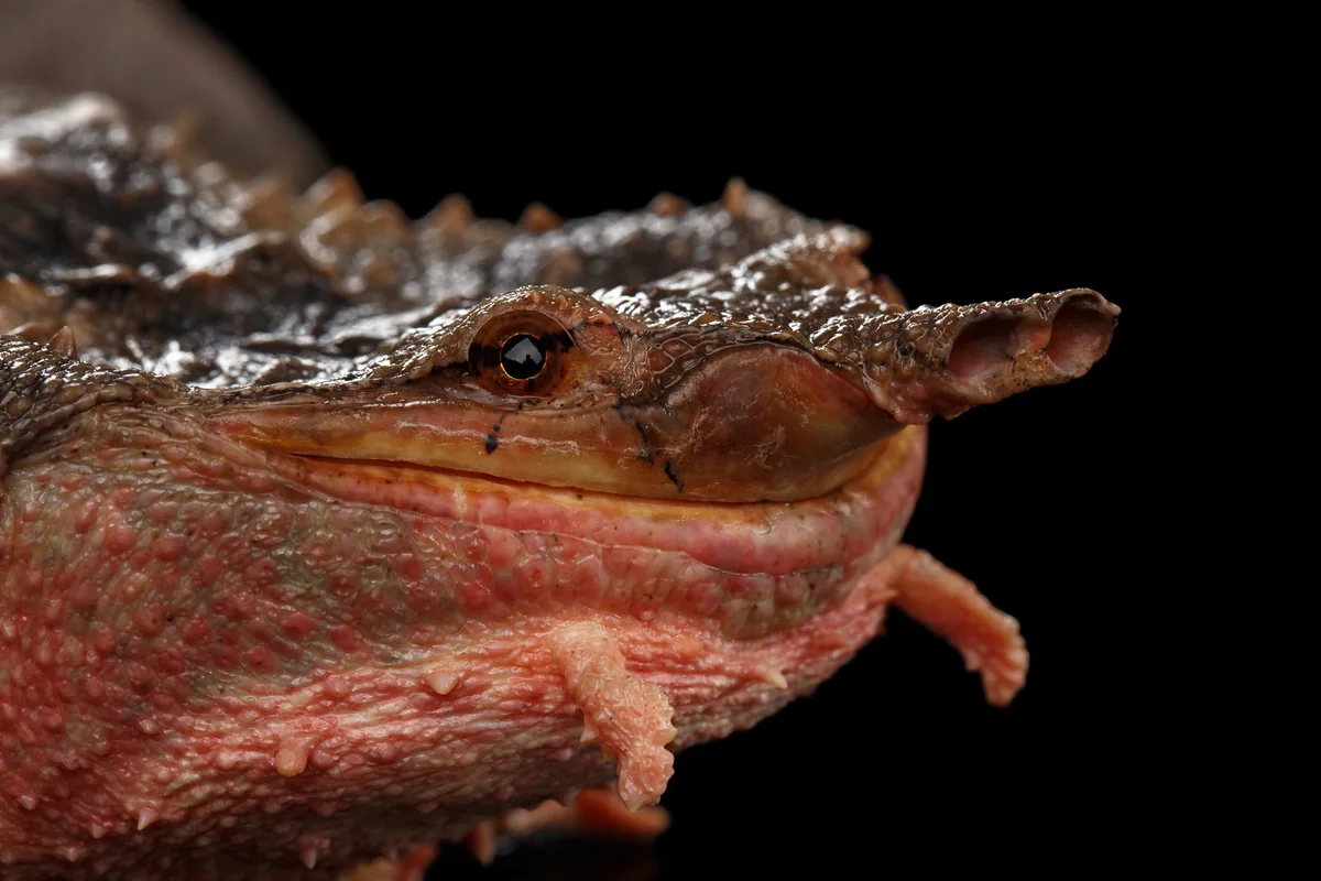 shutterstock_593184032 Die Fransenschildkröte: Versteckter Jäger mit einzigartiger Taktik