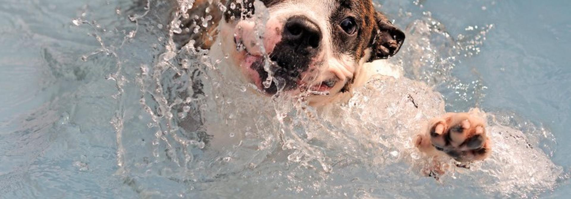 Hund im Wasser