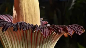 Die Titanwurz im Botanischen Garten der Uni Basel blüht. Das kurze Spektakel riecht ganz schön streng.