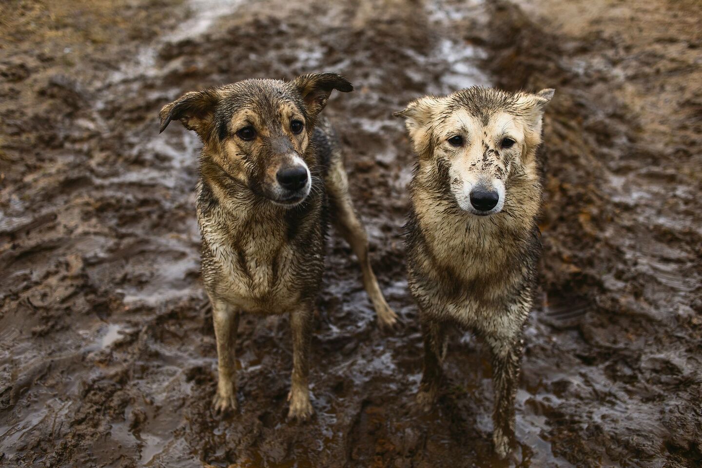 Manche gehen ins Spa, diese Hunde nehmen lieber ein Matschvollbad. Kühlt, riecht gut und macht Spass!