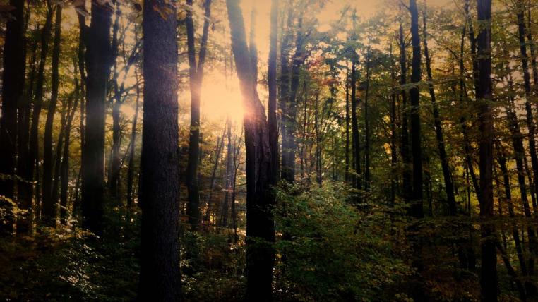 Schweizer Wald
