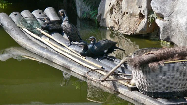 381c51c8525c83e82583c814377172daafa53484 Cormorant_fishing_andy-siitonen-by-s.jpg