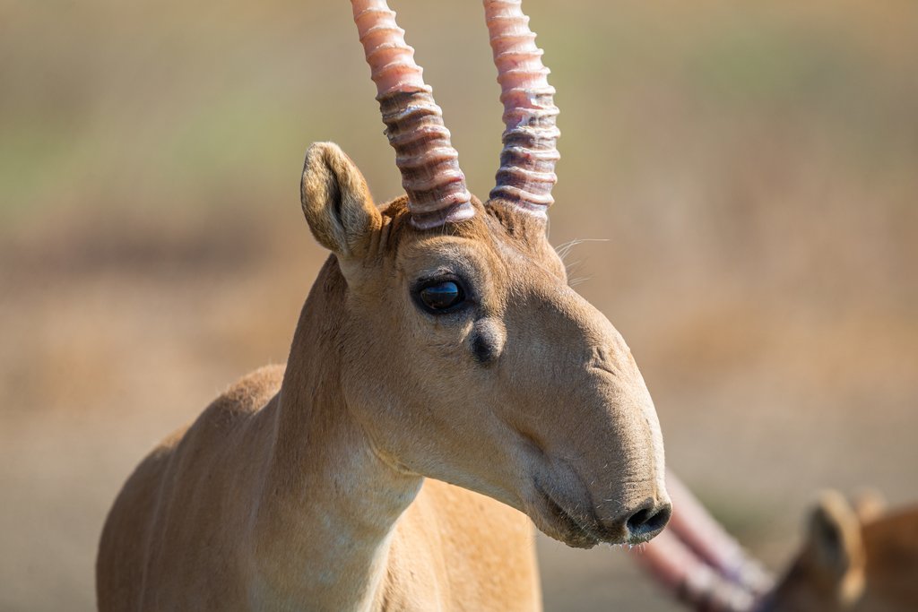 Die Saiga: Antilope mit grosser Nase