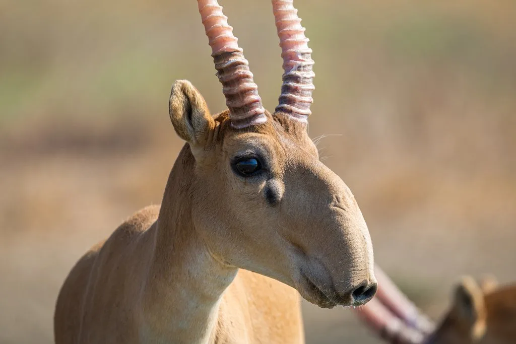shutterstock_1898274259 Die Saiga: Antilope mit grosser Nase
