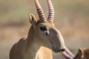 Grosse Nase mit Zweck: Eine Saiga-Antilope.