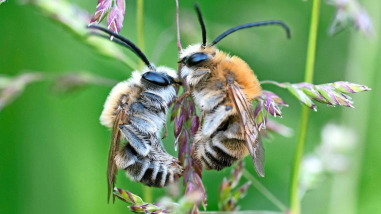 Wildbienen und Schmetterlinge