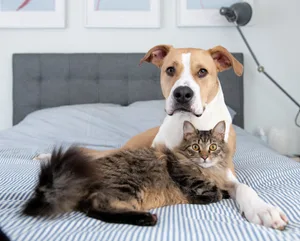 Viele Tierbesitzer schlafen mit Hund und Katze im Bett besonders gut.
