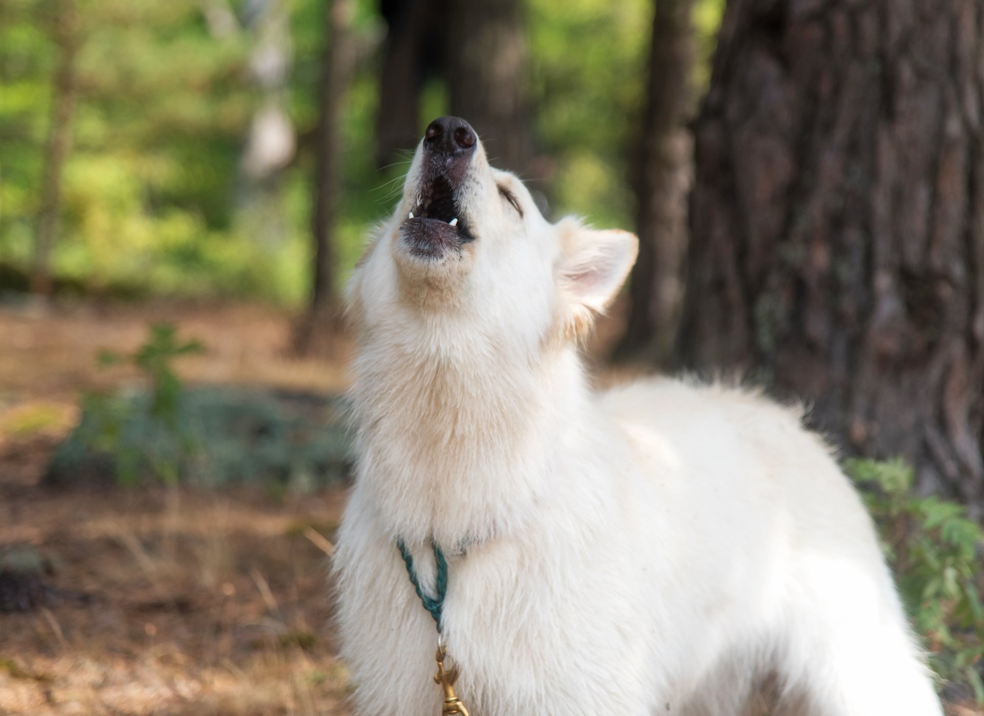 Warum Hunde weniger wie Wölfe heulen