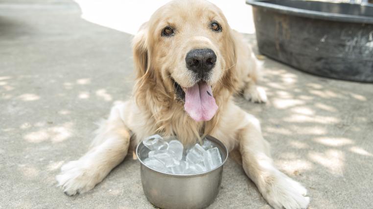Hund in der Hitze mit Eiswuerfeln