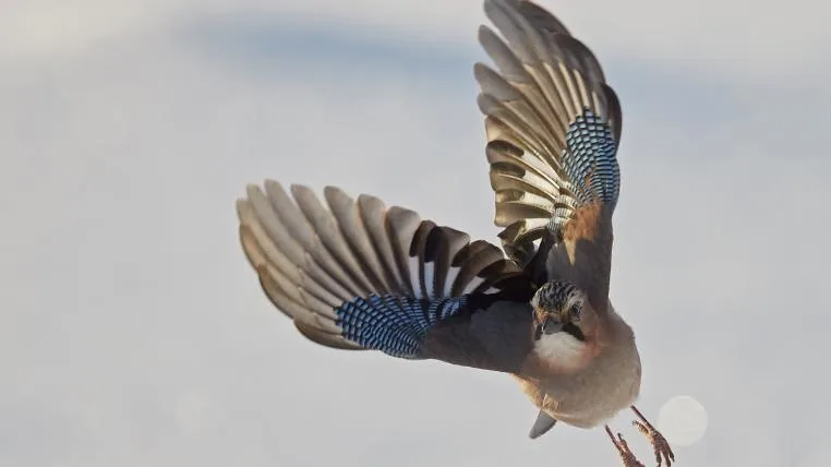5ede51e306a3787fae6af87856be2e6dfb32b9eb Eichelhäher — bunter Förster zu Besuch