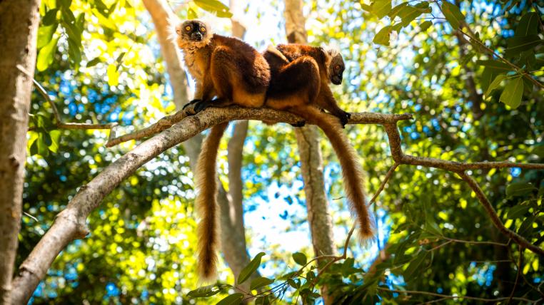 Lemuren in Madagaskar