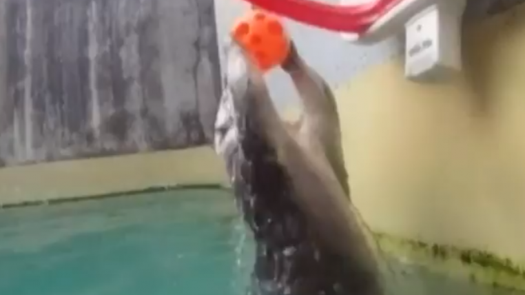 otterball.png