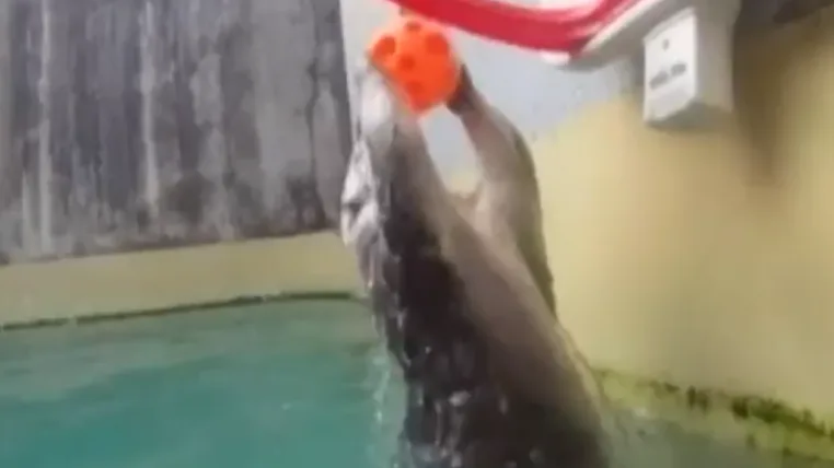 6e6c54a92c3504b0001da72a08aa82001883edca otterball.png