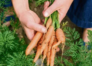 Selber anpacken: Selbsterntegärten schaffen ein Bewusstsein für Natur und Nachhaltigkeit.