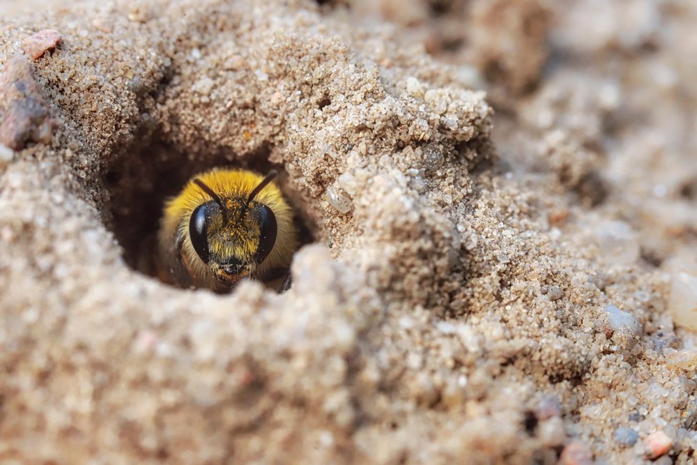 Sandlinse für Wildbienen bauen