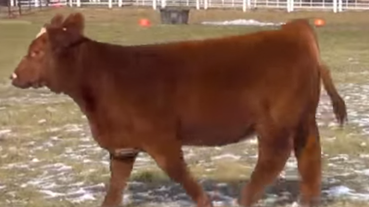 fluffycow.png