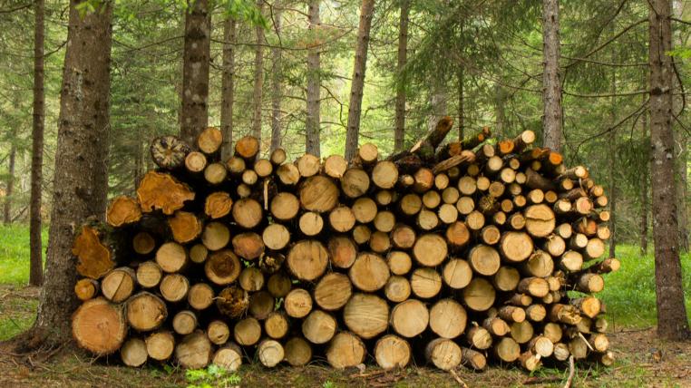 holzlager-wald-pestizide.jpg