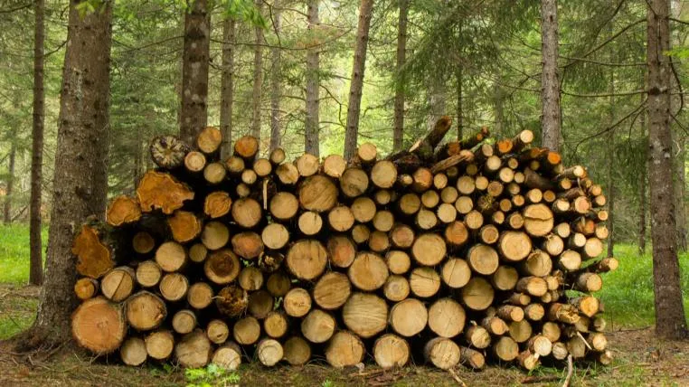 d76142589c550f2d221ffa4d3171b37957666972 holzlager-wald-pestizide.jpg