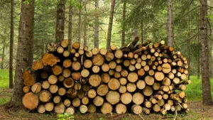 Auf im Wald gelagerte Baumstämme werden giftige Pestizide gesprüht, um sie vor Borkenkäferbefall zu schützen.