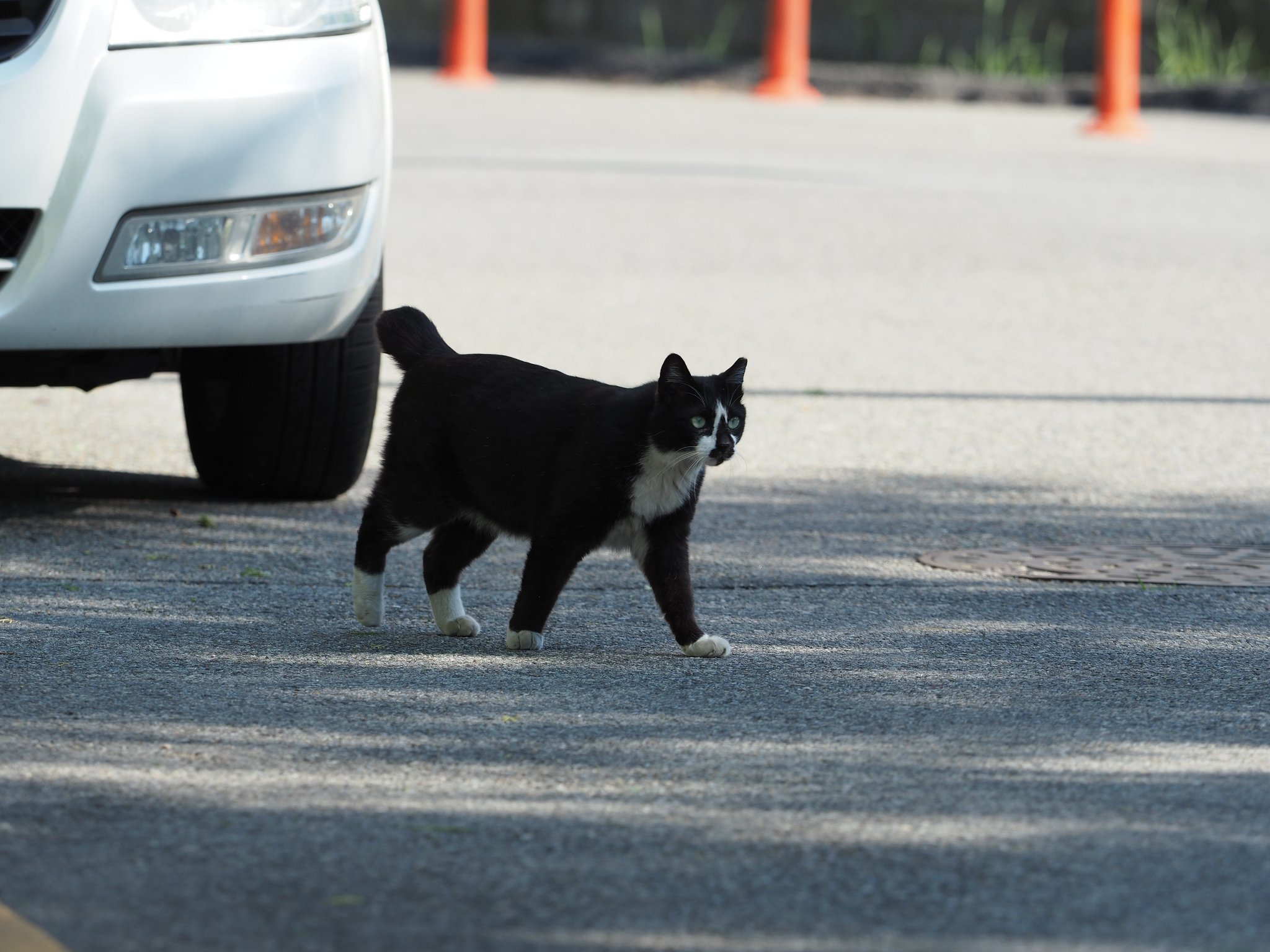 Katze überfahren: Was tun?