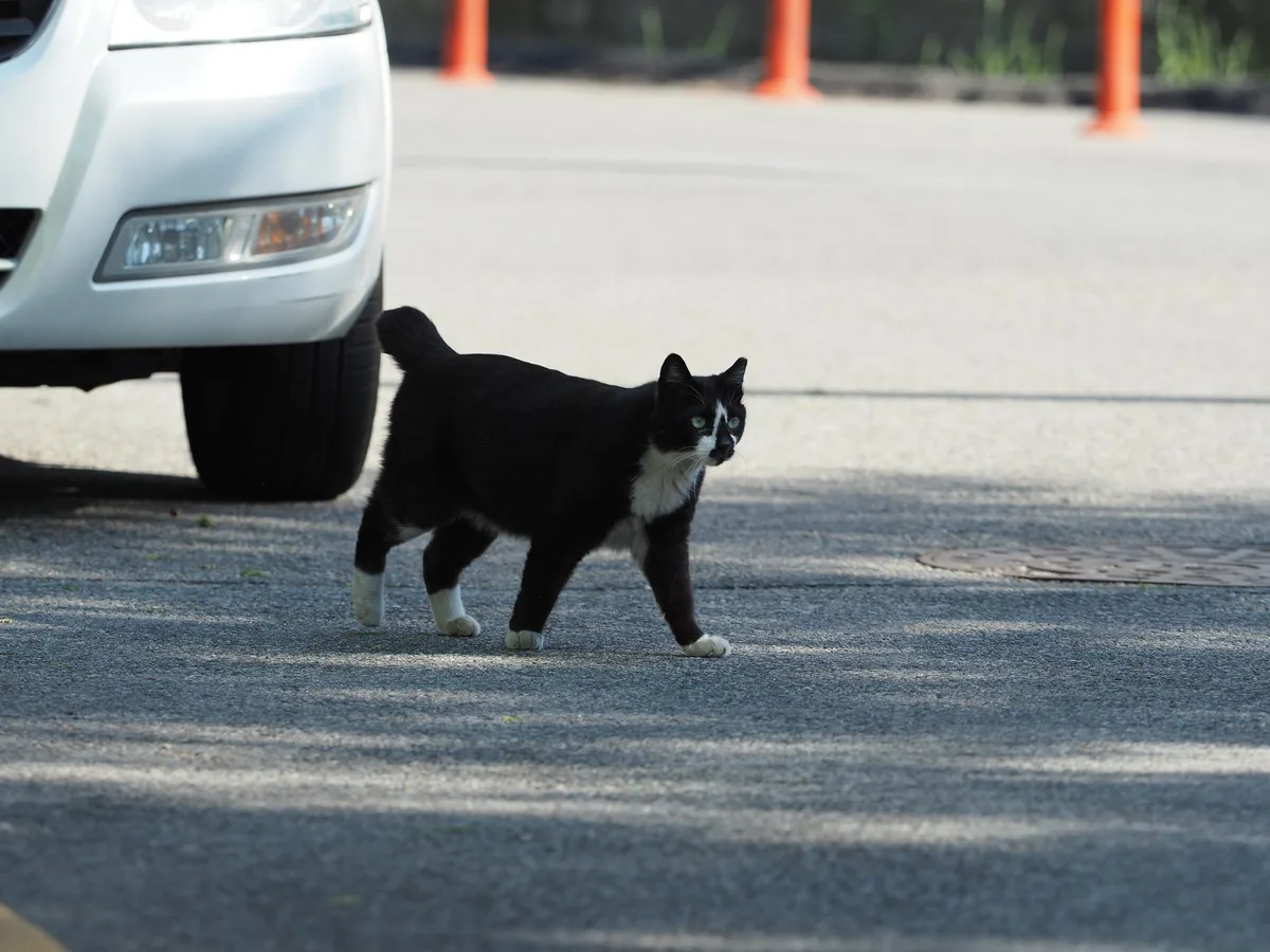 shutterstock_1408580159 Katze überfahren: Was tun?
