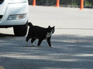 Die Tötung eines Tieres im Unfall ist nicht strafbar, nur das Verhalten danach kann Konsequenzen haben.